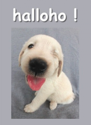 grappig8.gif